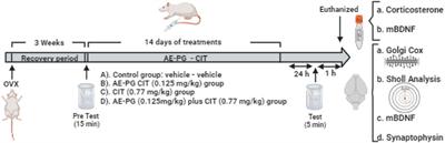 Antidepressant-like effects of the Punica granatum and citalopram combination are associated with structural changes in dendritic spines of granule cells in the dentate gyrus of rats